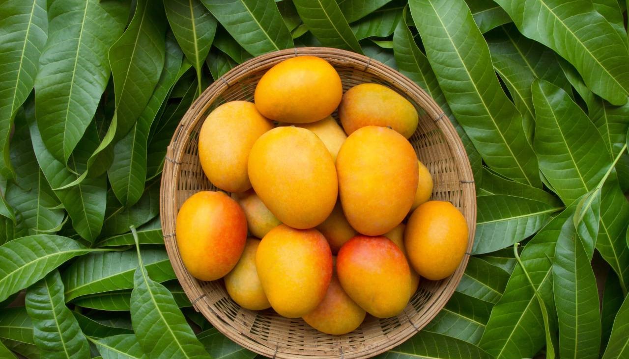 Can Mangoes Help You Lose Weight